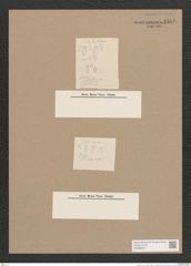 Navicula sp. (de-Toni-Nr.: Genus 1) Zeichnungen Sammlung Grunow Nr. 1586 (NHMW-BOT-W0368019)